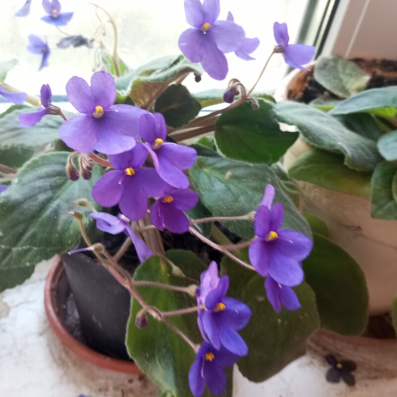 Фиалка - Елена Семигина