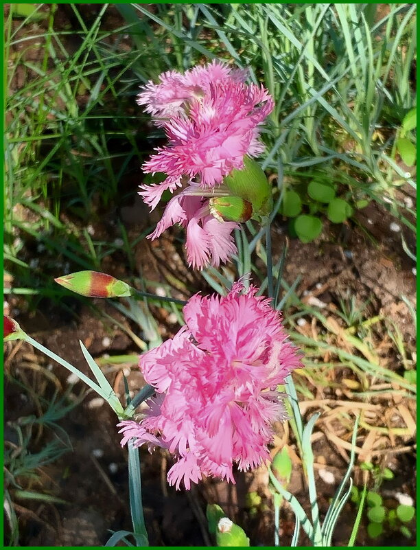 Гвоздика перестая - Ольга Довженко Гвоздика перестая - Ольга Довженко