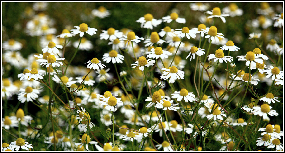С ромашками.. - Aleksandr Gal