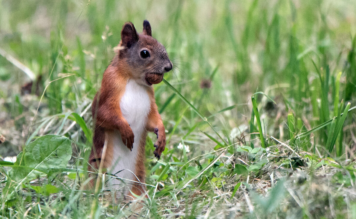 *** - Владимир Безбородов *** - Владимир Безбородов