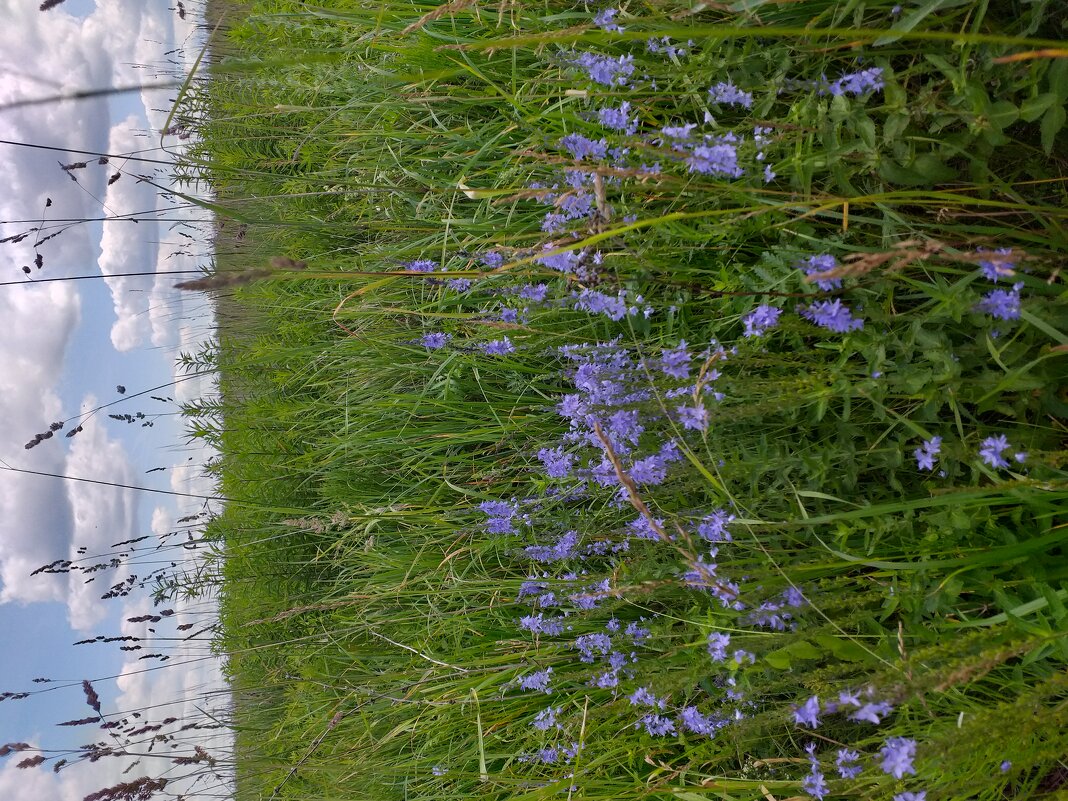 в полях... - Галина Флора в полях... - Галина Флора