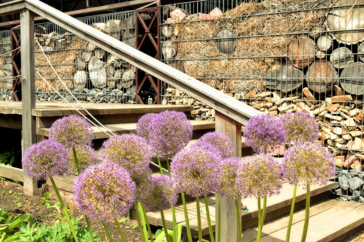 Аллиум в ландшафтном дизайне. - Татьяна Помогалова