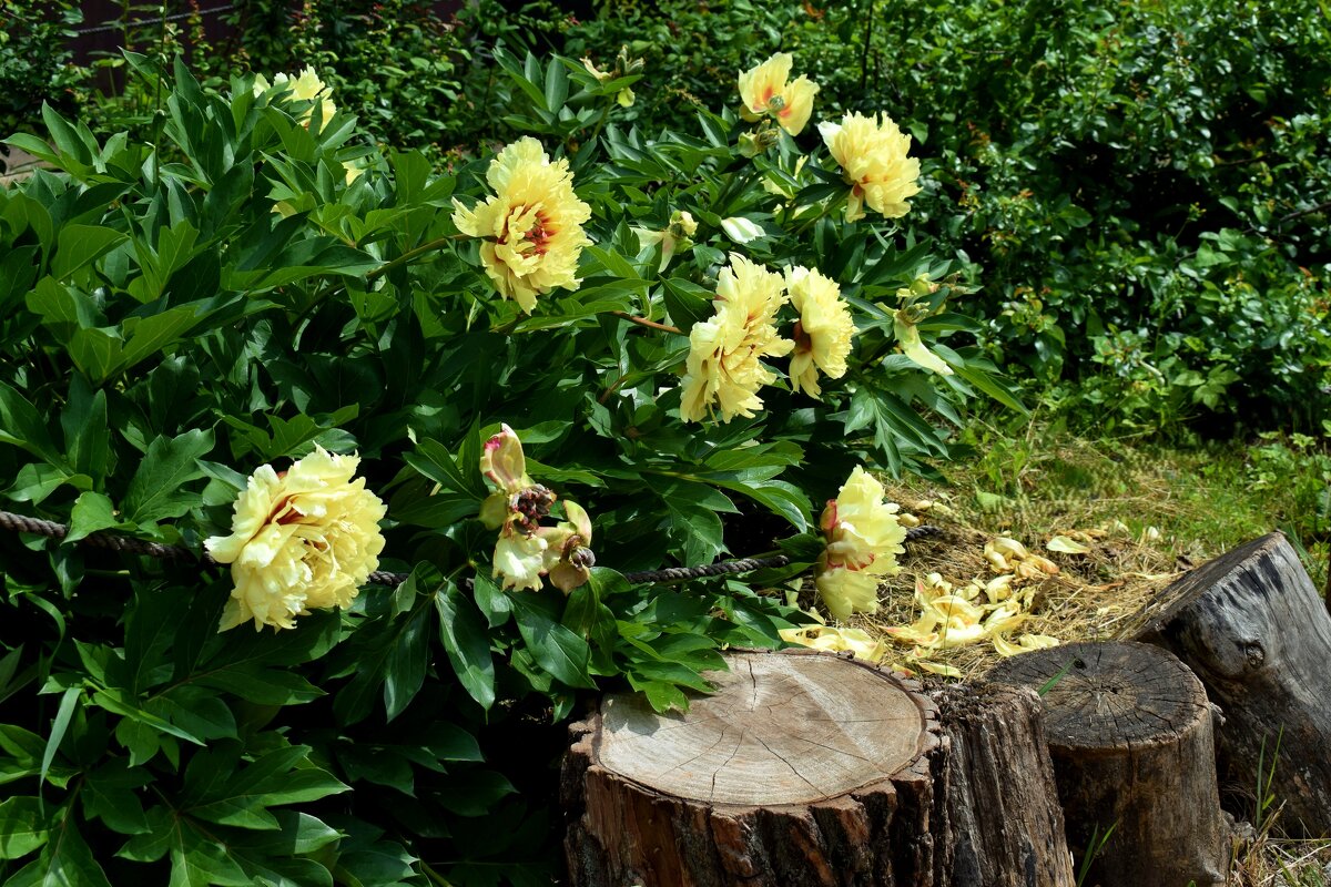 Куст древовидных пионов. - Татьяна Помогалова