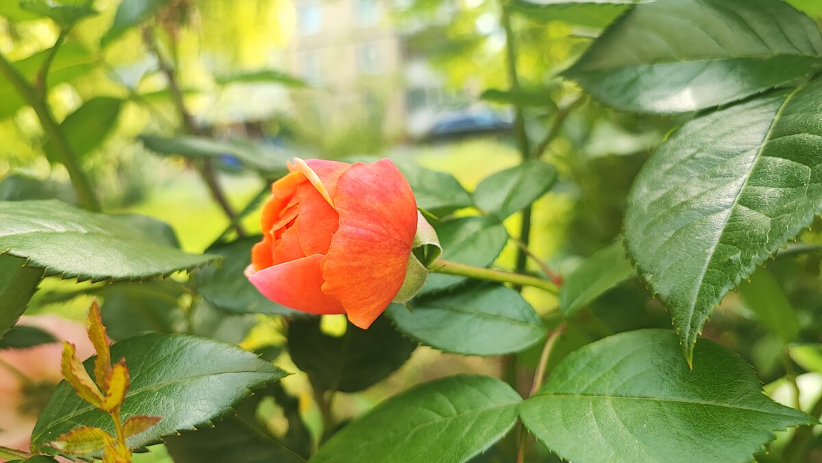 ,,, - Сергей Тимоновский