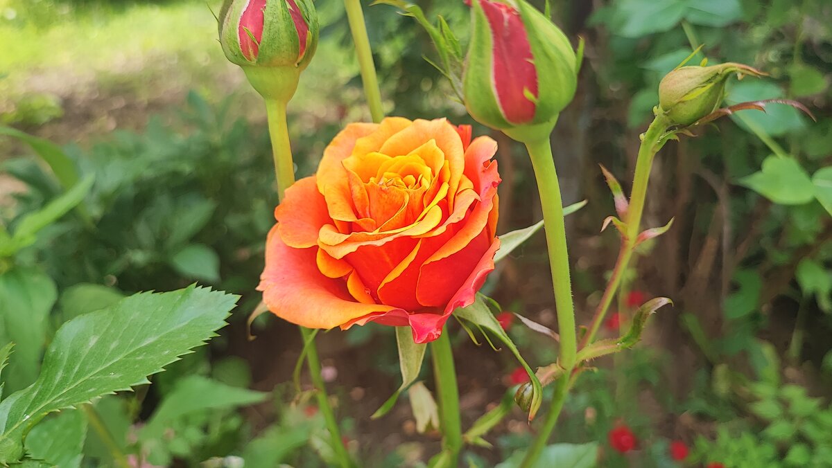 ,,, - Сергей Тимоновский