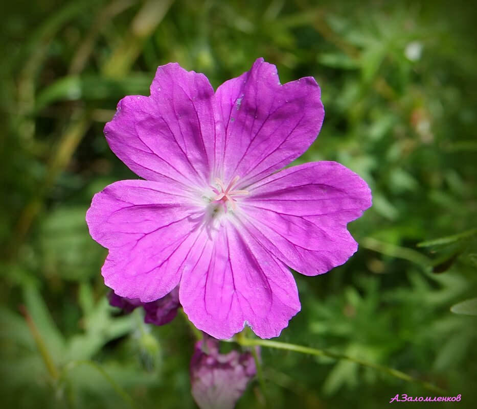 Когда цветёт герань кроваво-красная.... - Андрей Заломленков