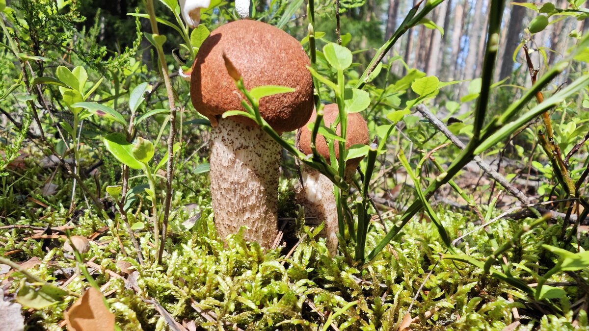 Два дружбана красных. - Станислав Мутовин