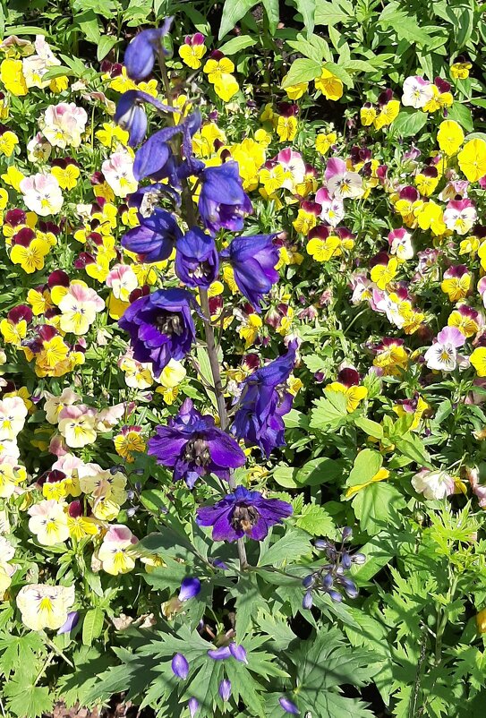 Разноцветный июль - Наталья Герасимова