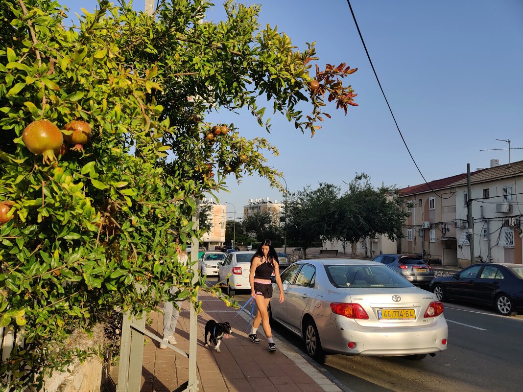 У дороги висят гранаты. - Светлана Хращевская