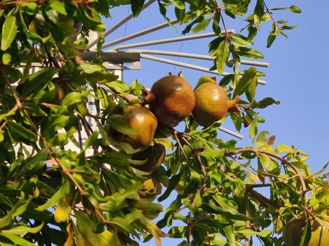 " - Светлана Хращевская " - Светлана Хращевская