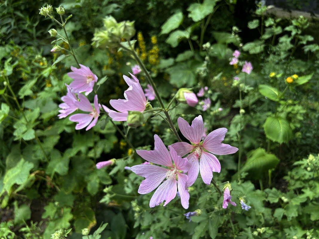 Мальва мускусная - Oleg4618 Шутченко