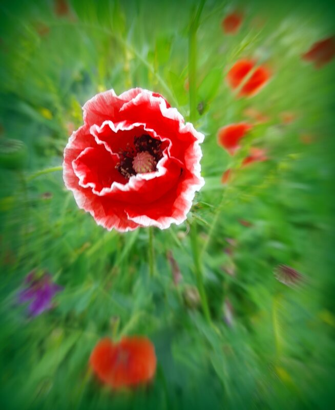 Волшебный мак . - Мила Бовкун