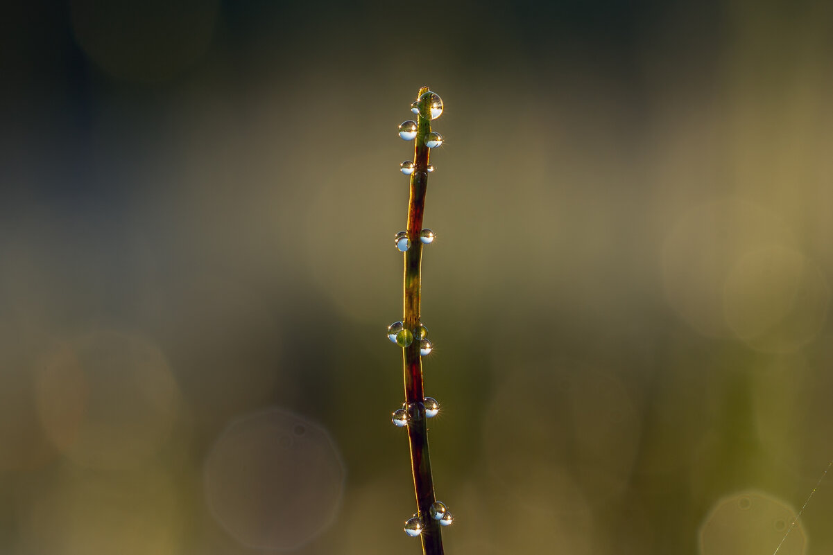 *** - Виталий Емельянов