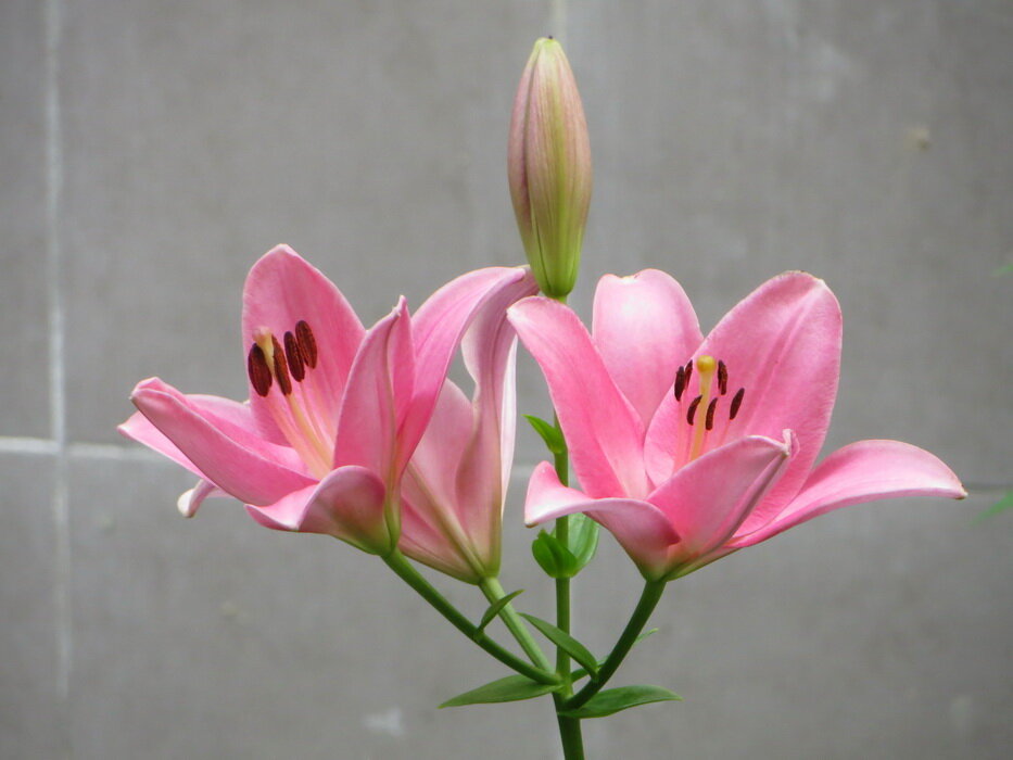 Розовые лилии. - Александр Чеботарь