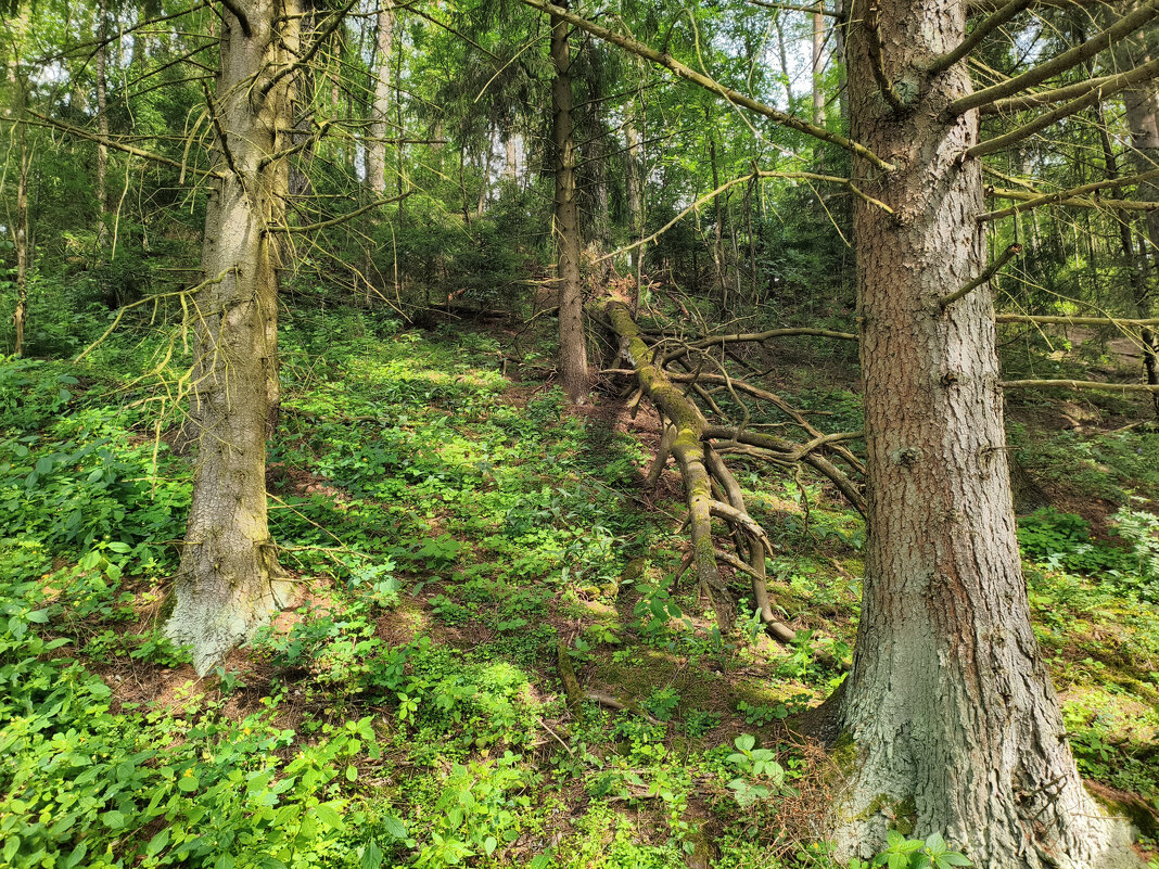 *** - Денис Бочкарёв