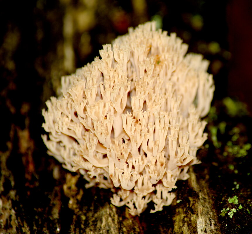 Рогатик прямой - Сергей Владимирович Егоров