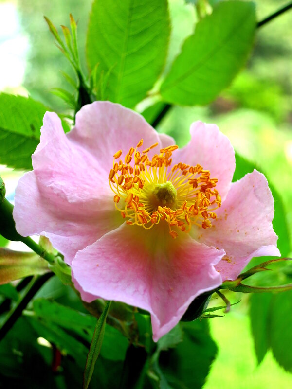 Шиповник - Валерий 