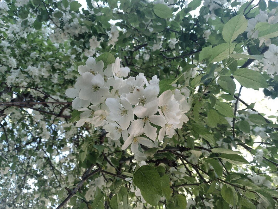 весна - Анастасия Малыгина