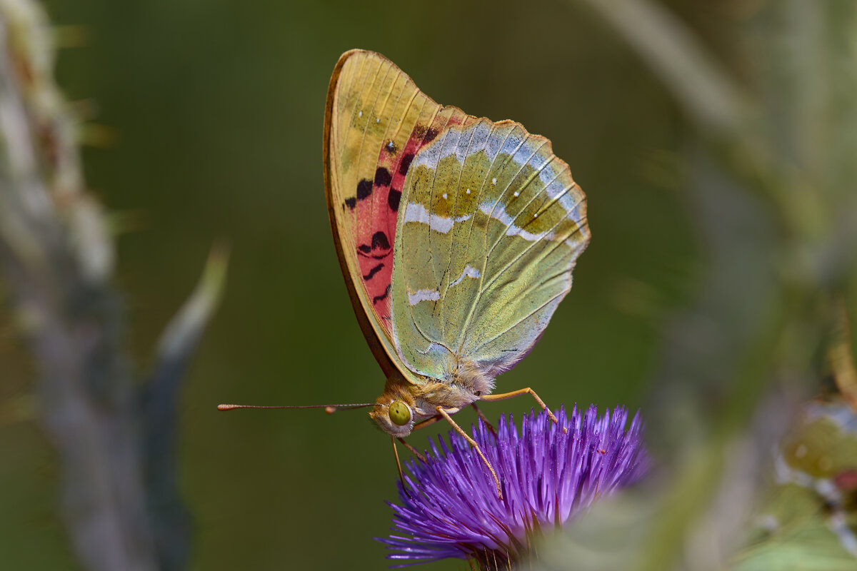 Перламутровая пандора... - Александр Посошенко