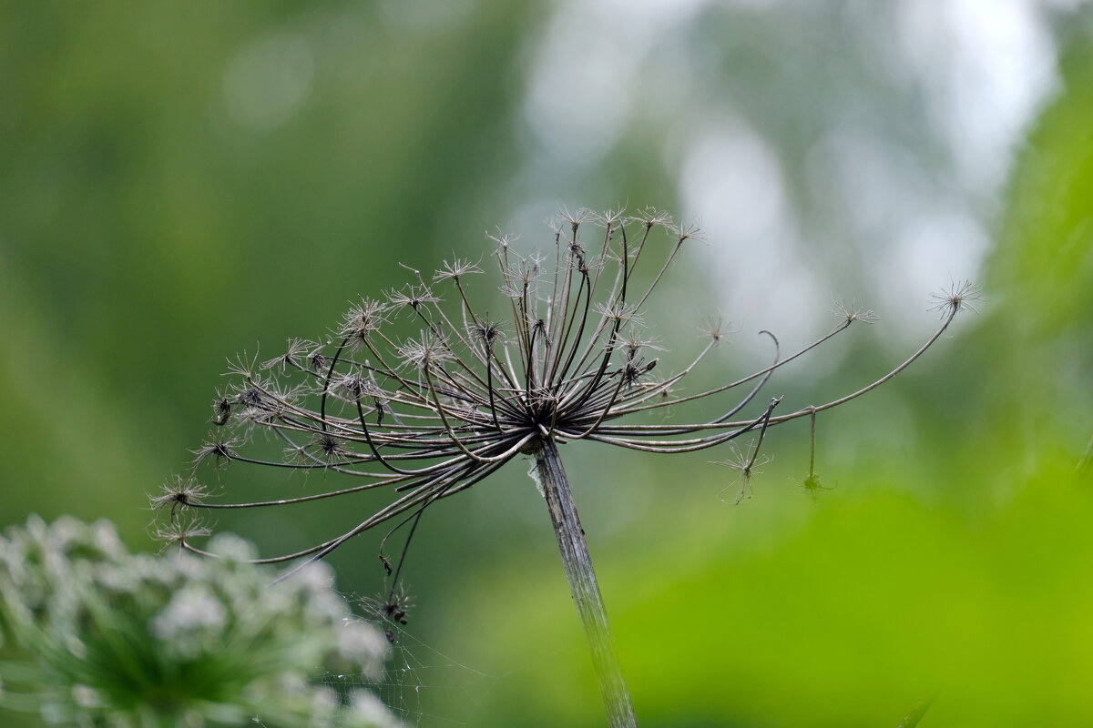Борщевичок - Андрей Зайцев