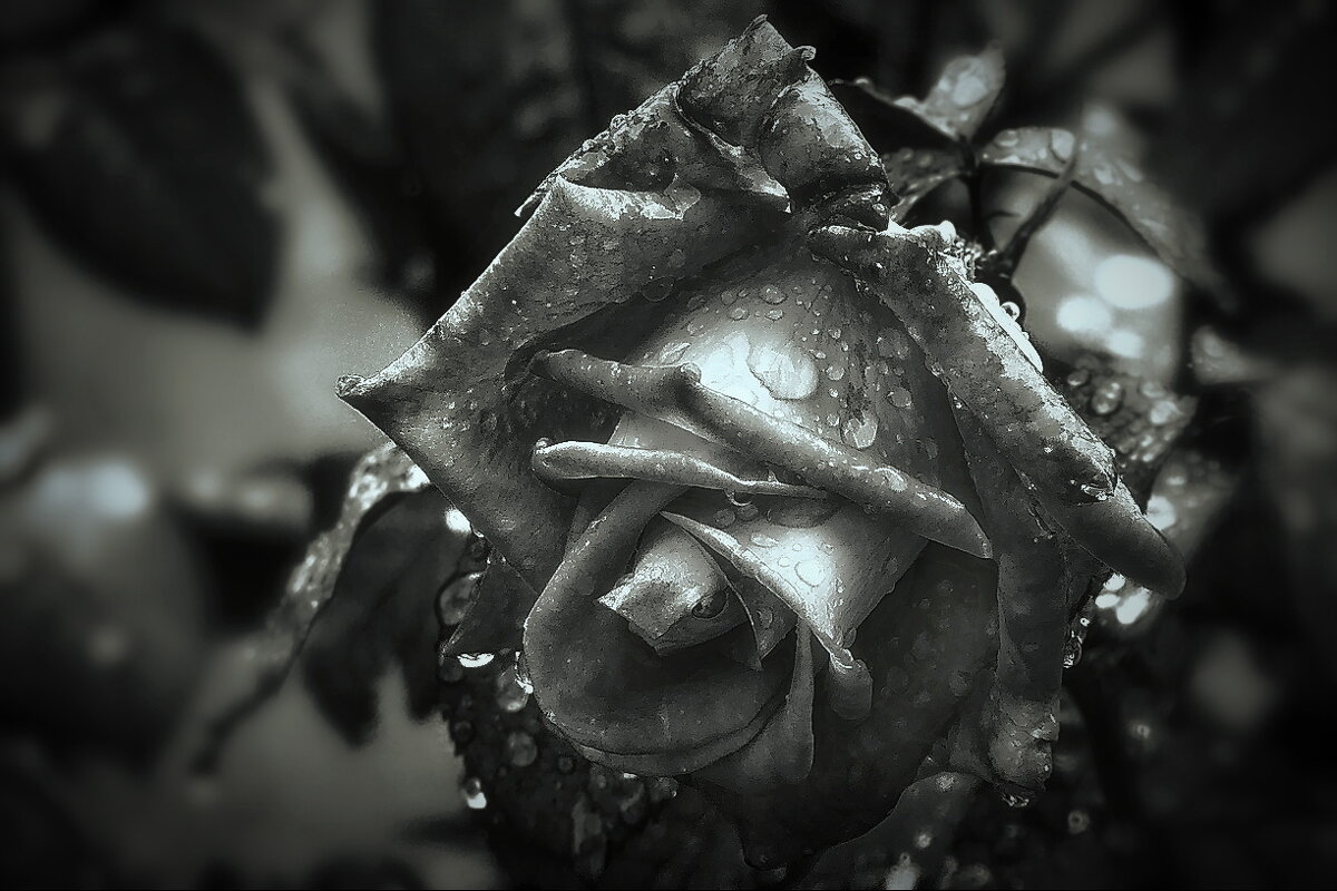 После дождя... - Владимир Шошин После дождя... - Владимир Шошин