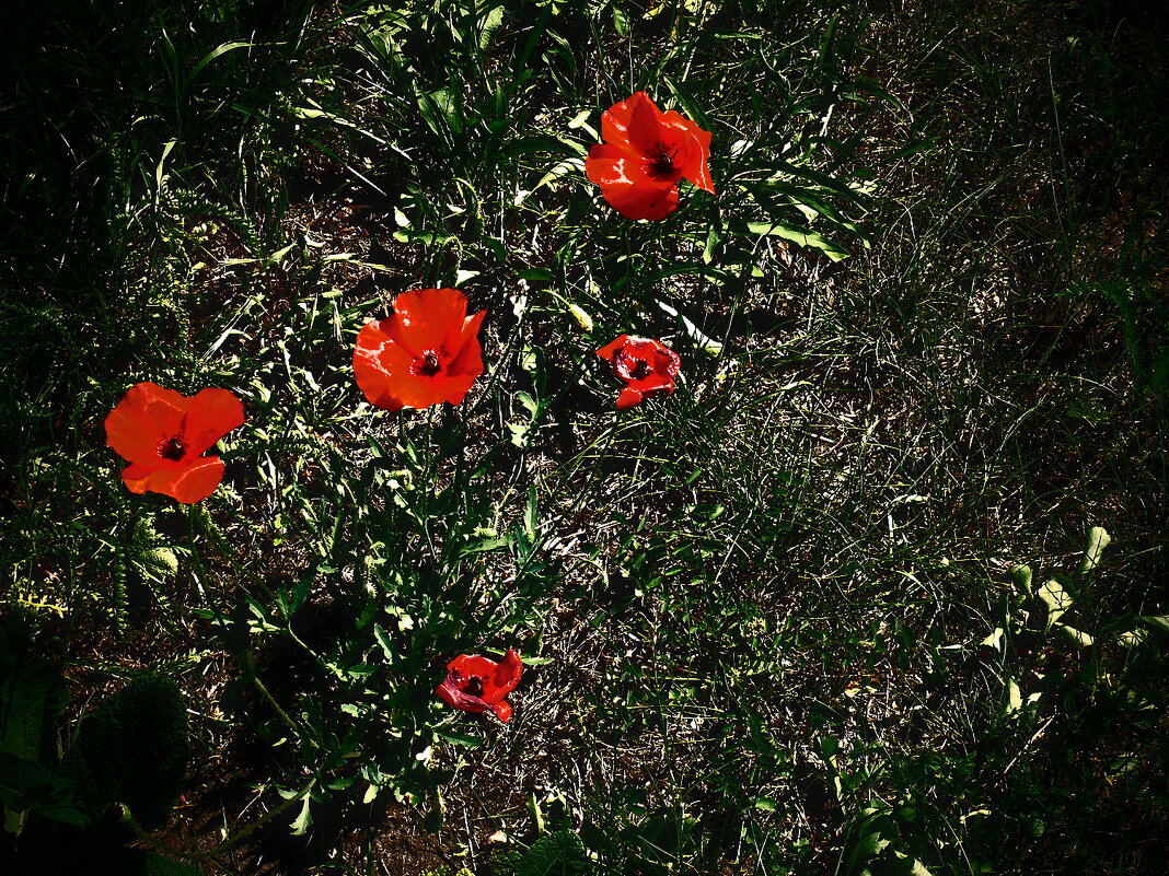 Летние этюды 58 - Алексей Кузнецов