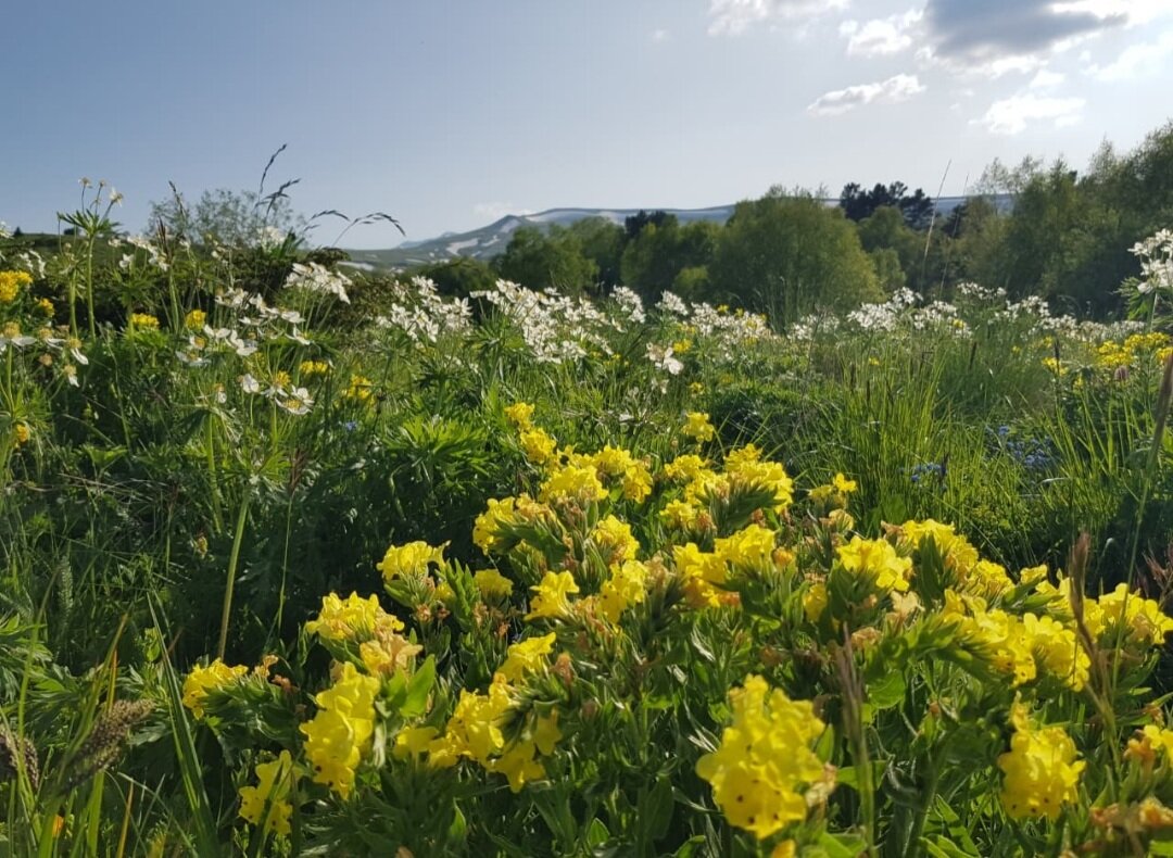 ПЛАТО ЛАГОНАКИ - Tata Wolf