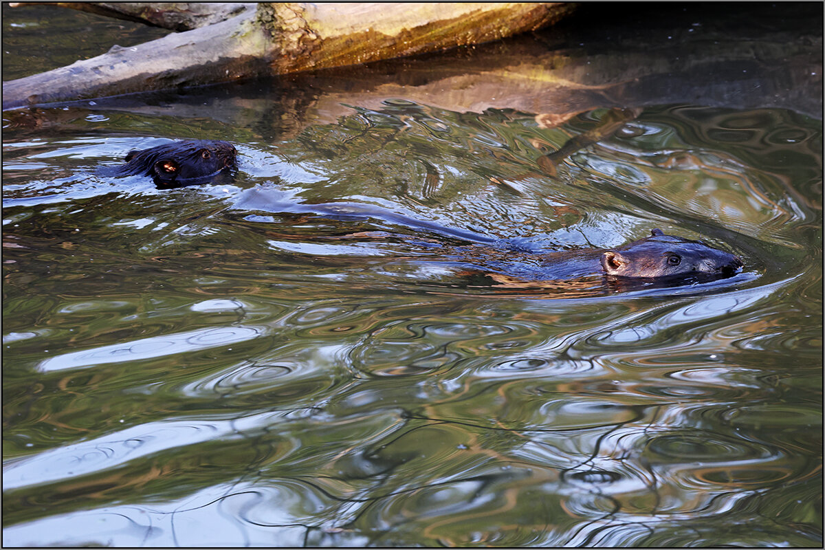 Бобры - Сергей Премонишын