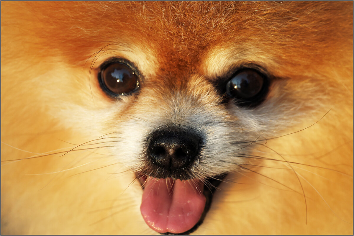 Позитив - Сергей Премонишын