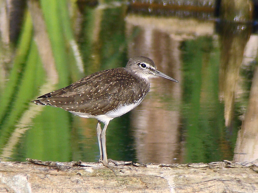черныш - gawrilа - dan