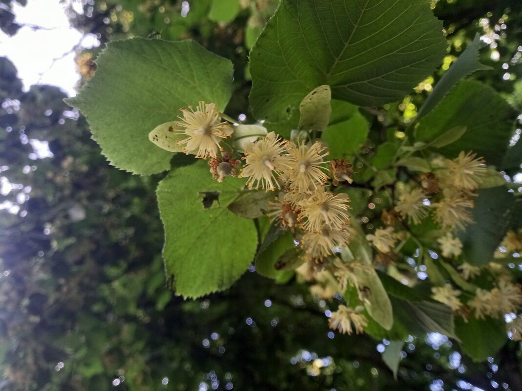 Липа - Сапсан 