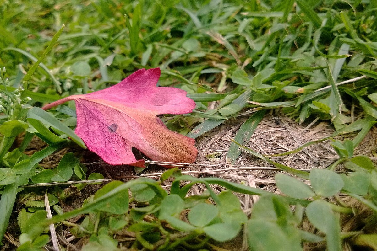 Лист крыжовника ... - Руслан 