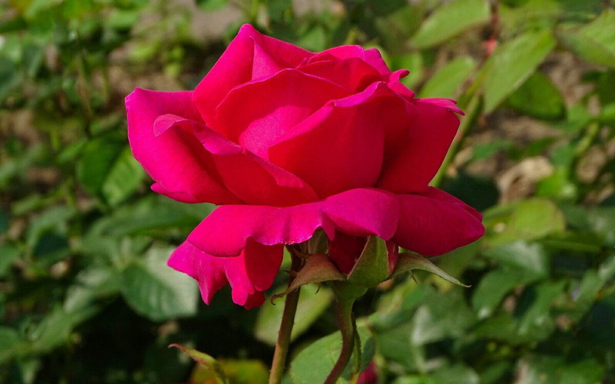 О красоте цветов. - Милешкин Владимир Алексеевич О красоте цветов. - Милешкин Владимир Алексеевич