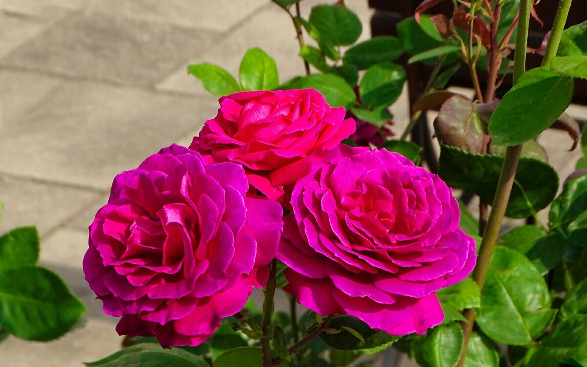 О красоте цветов. - Милешкин Владимир Алексеевич 