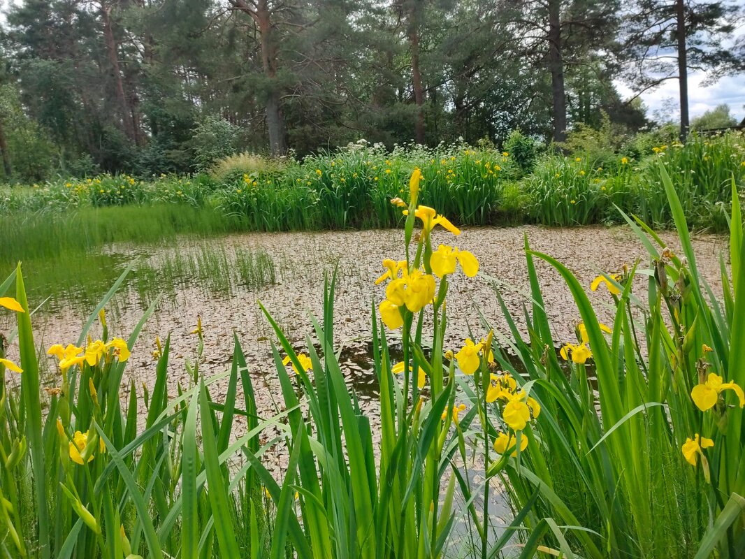В Ботаническом саду Петрозаводска - Ирэн 