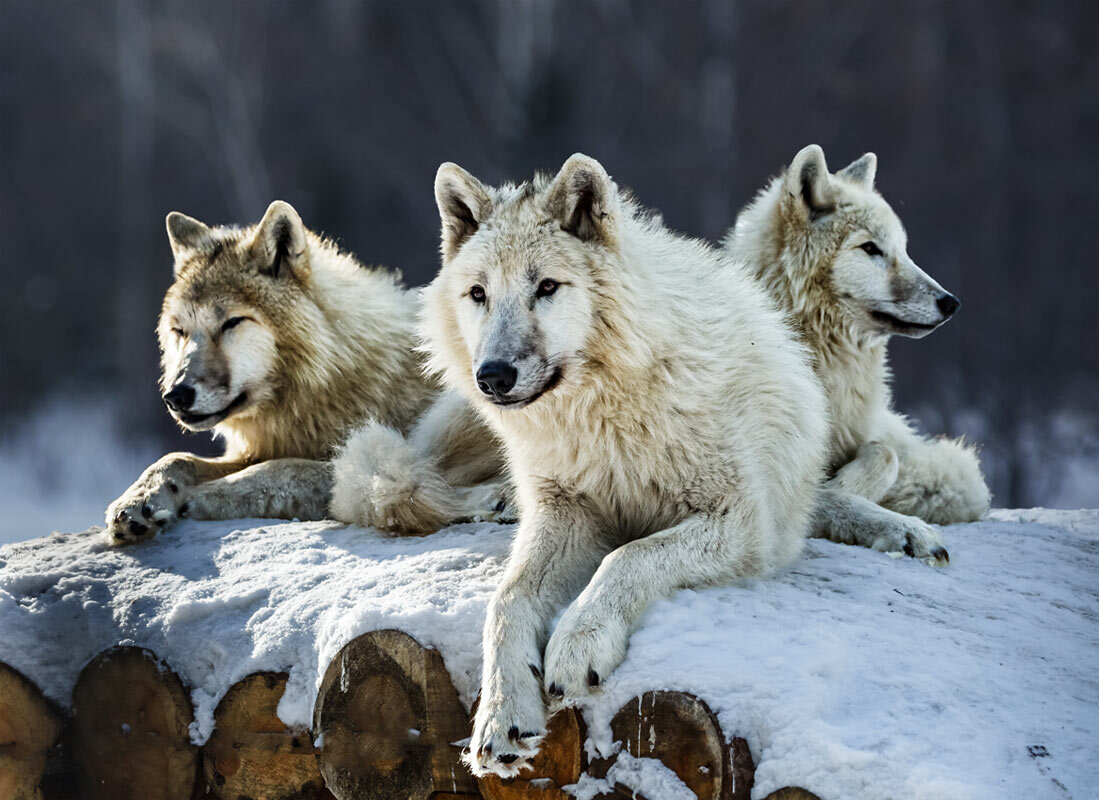 Белый волк - SanSan 