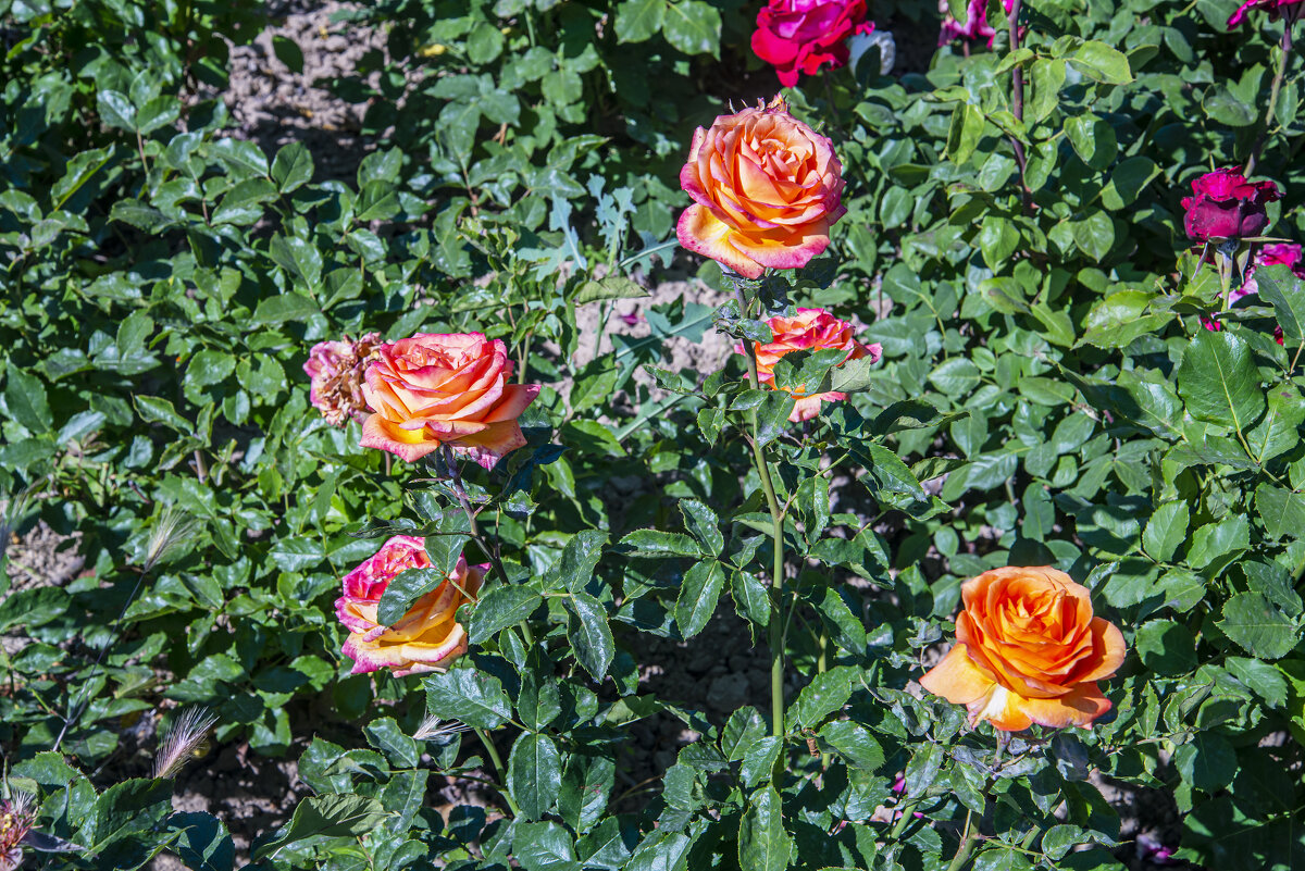 Розы - Анатолий Чикчирный