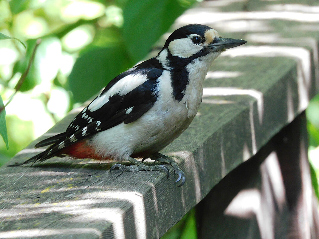 БПД - Лина БПД - Лина