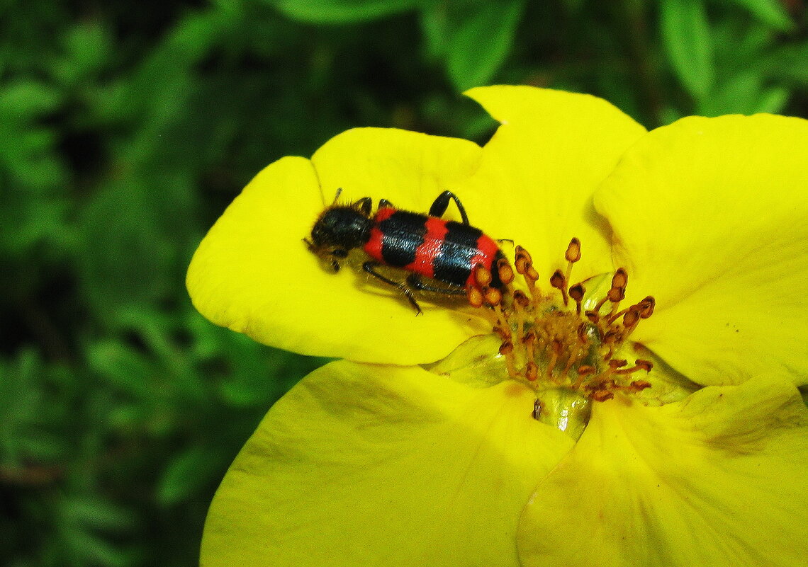 Отдыхает - Людмила Смородинская