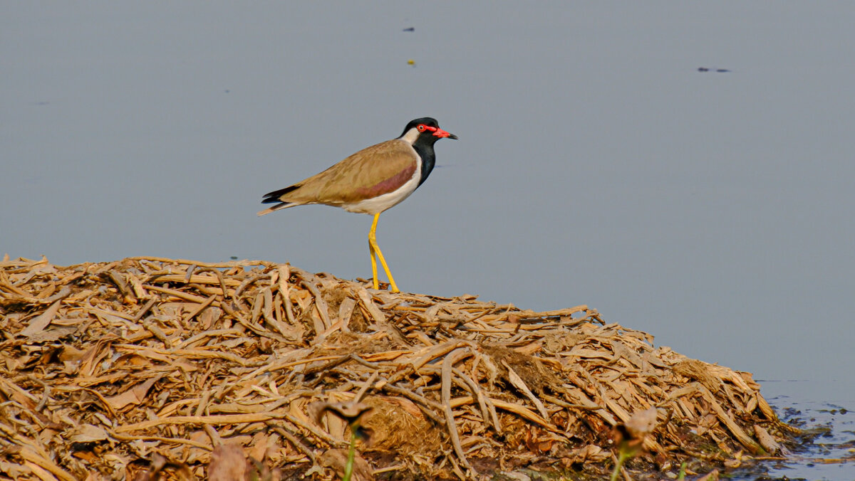 Украшенный чибис - Георгий А
