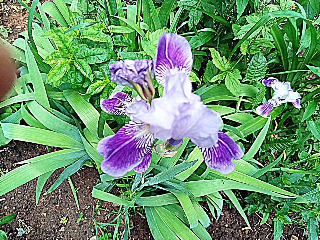 Цветы. - Владимир Драгунский Цветы. - Владимир Драгунский