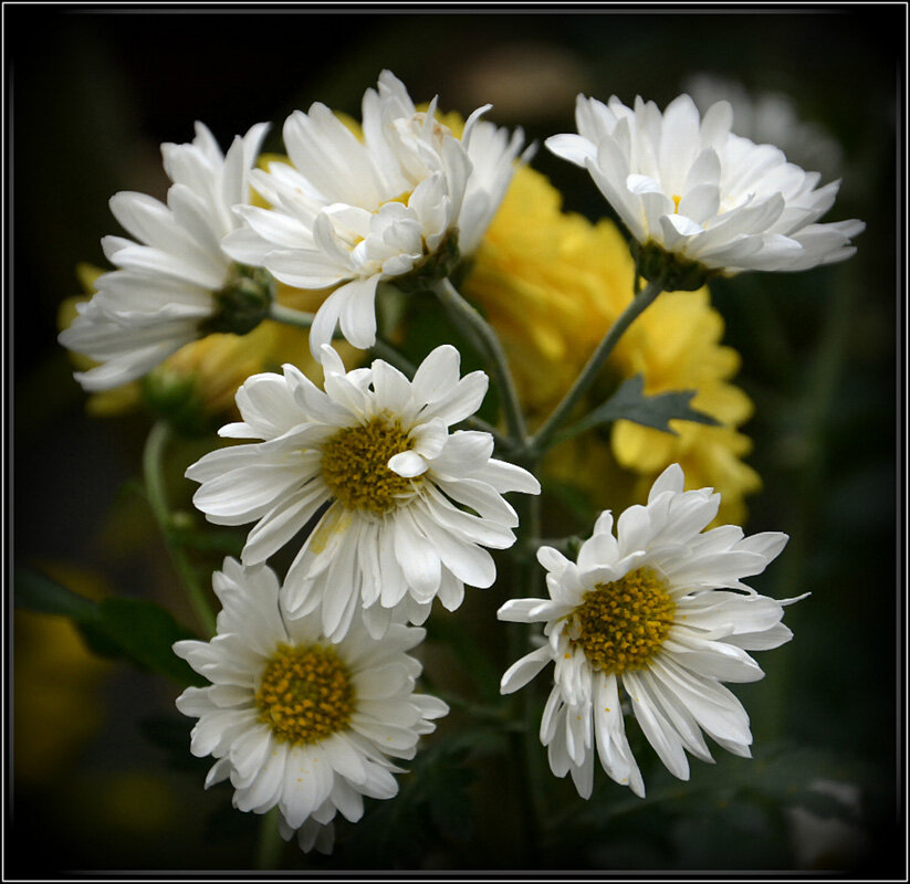 Букет... - Aleksandr Gal Букет... - Aleksandr Gal