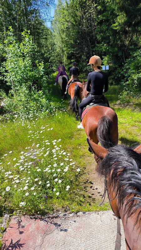 Красота летнего дня. - Ольга 