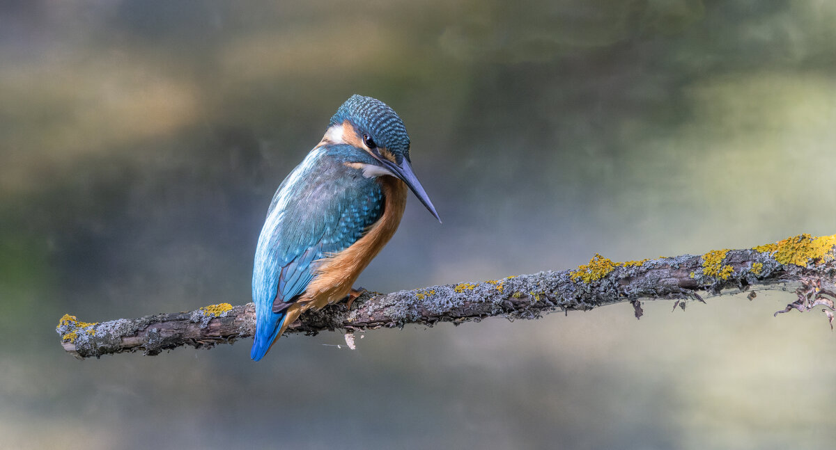 зимородок. - юрий макаров