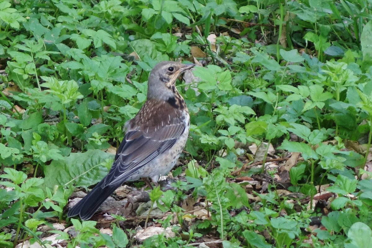 Дрозд-рябинник - Рита Симонова