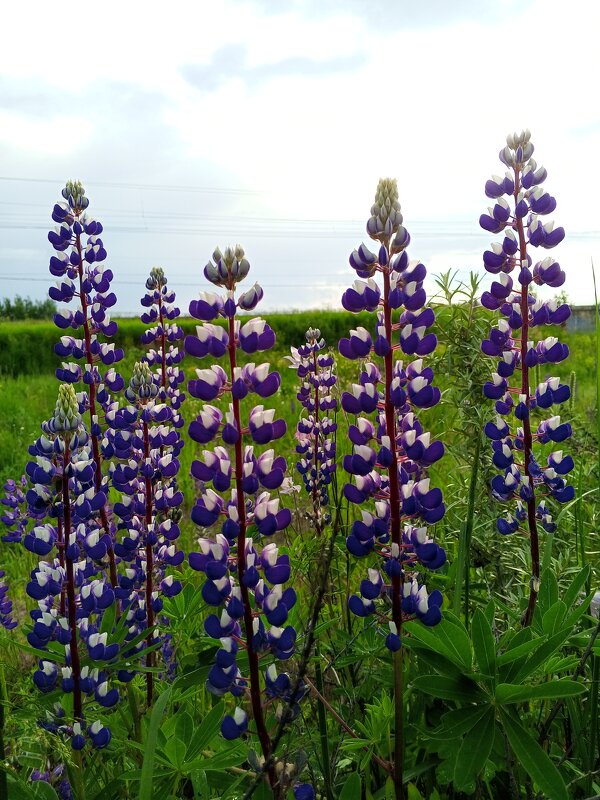 Люпины - Сапсан 