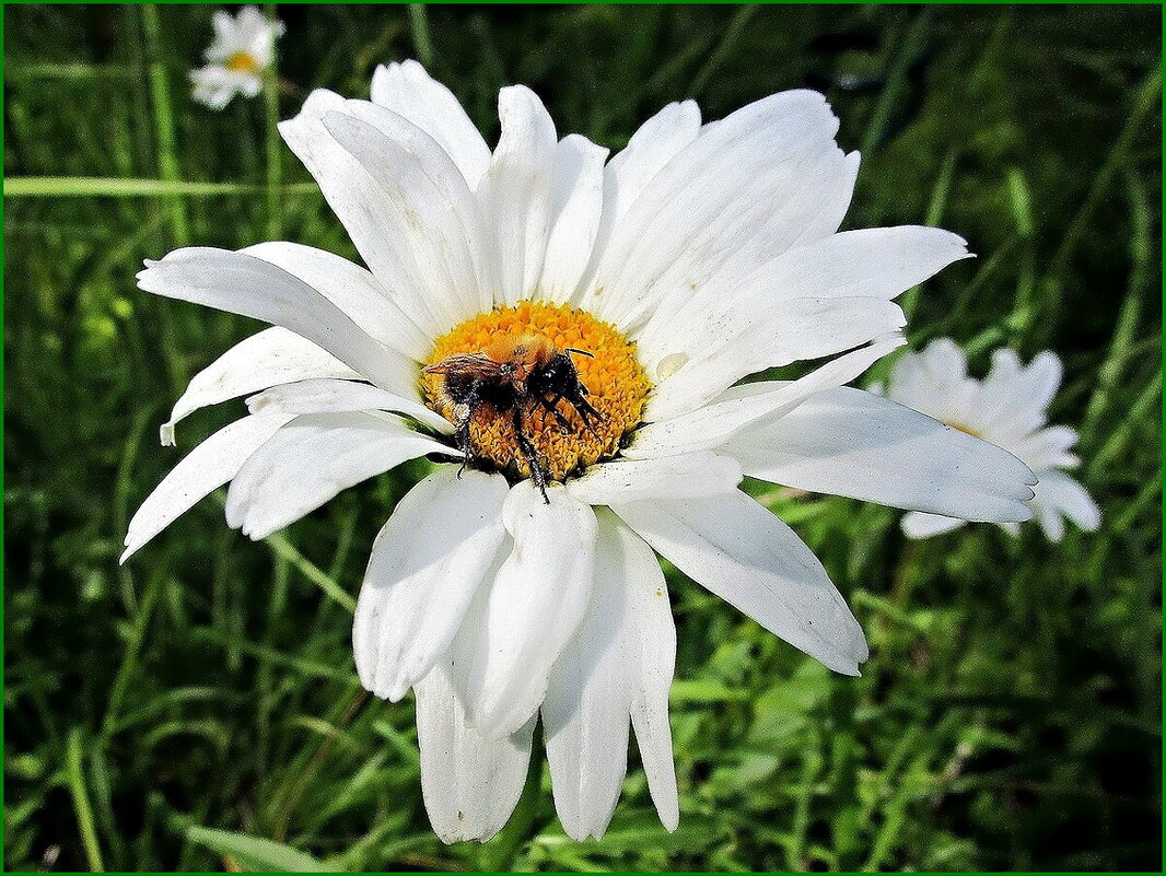 Сбор нектара. - Ольга Довженко Сбор нектара. - Ольга Довженко
