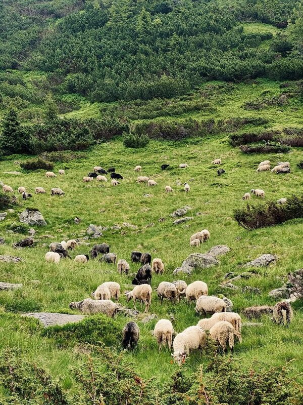 Спіданок овечок - Степан Карачко