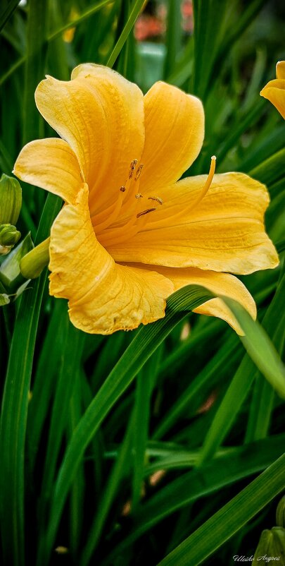 Лилейник жёлтый - Андрей Шейко