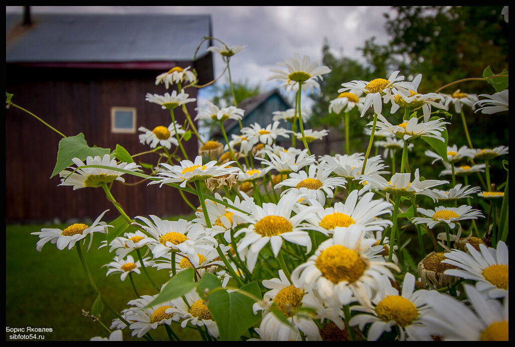 Красивое, но такое короткое лето! - Борис Яковлев